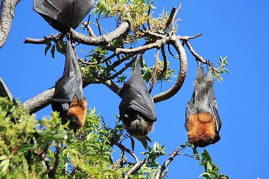 Phillip's Natural World 1.0.3: Megabats Invade Australian Town