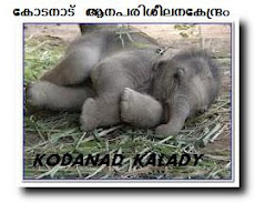 KODANAD ELEPHANT CAMP