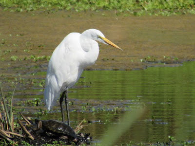 Colusa NWR California