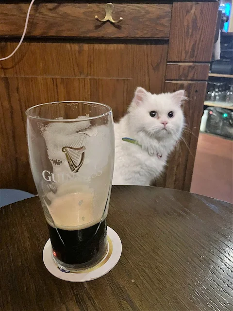 Woman bring her two white Persian cats - mother and son - to the local pub