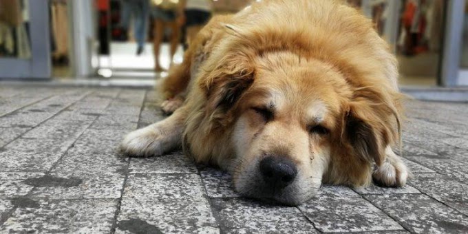 Αθήνα: Θλίψη για τον Σωκράτη - Φορτηγό πάτησε έναν από τους πιο γνωστούς αδέσποτους σκύλους της πόλης