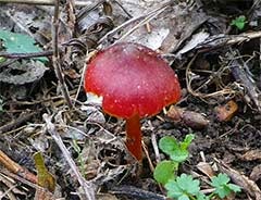 Cachorro pode comer cogumelo Clearance