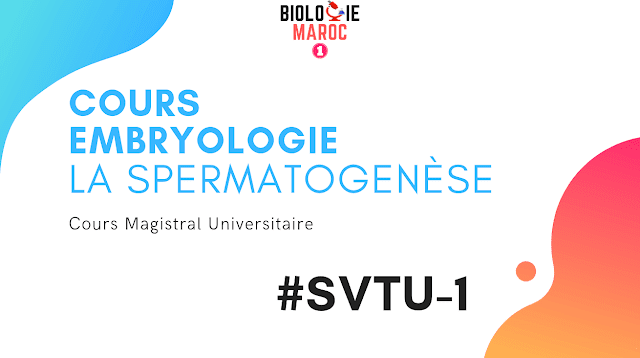 Rep sexuée ↪ La spermatogenèse -CH I- Cours d Embryologie SVT S1