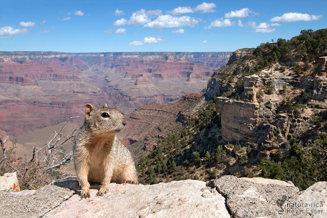 Rock Squirrel in front of the Canyon