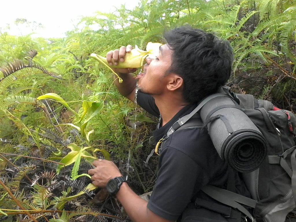 10 Cara Mendapatkan Air Dari Tumbuhan Indonesia Survival