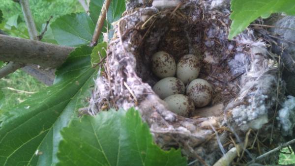 OriaVerde: Expolio de nidos de jilguero