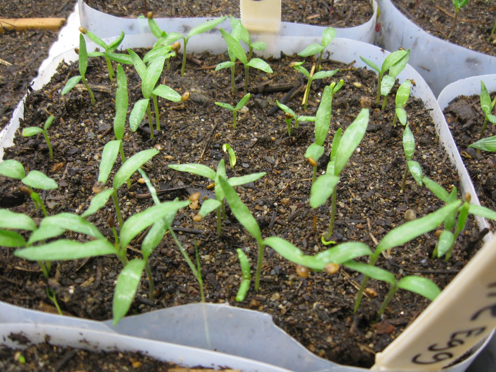 росток всхода мандарина. затенение рассады баклажан. баклажаны рассада всходит. первые всходы баклажан. проростки рассады помидоров.