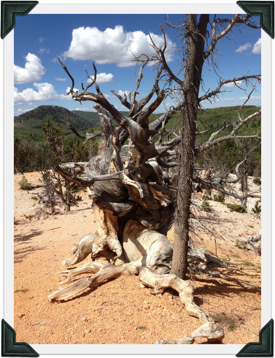 Bristlecone Pines as old as 5000 years in Twisted Forest