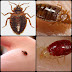 Walking bloodsucker Bed bugs video