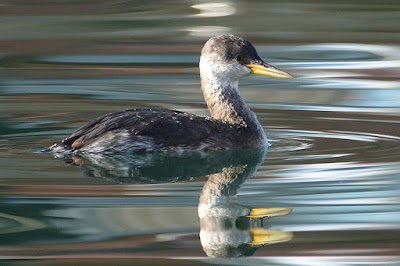 Cabussó gris (Podiceps grisegena)