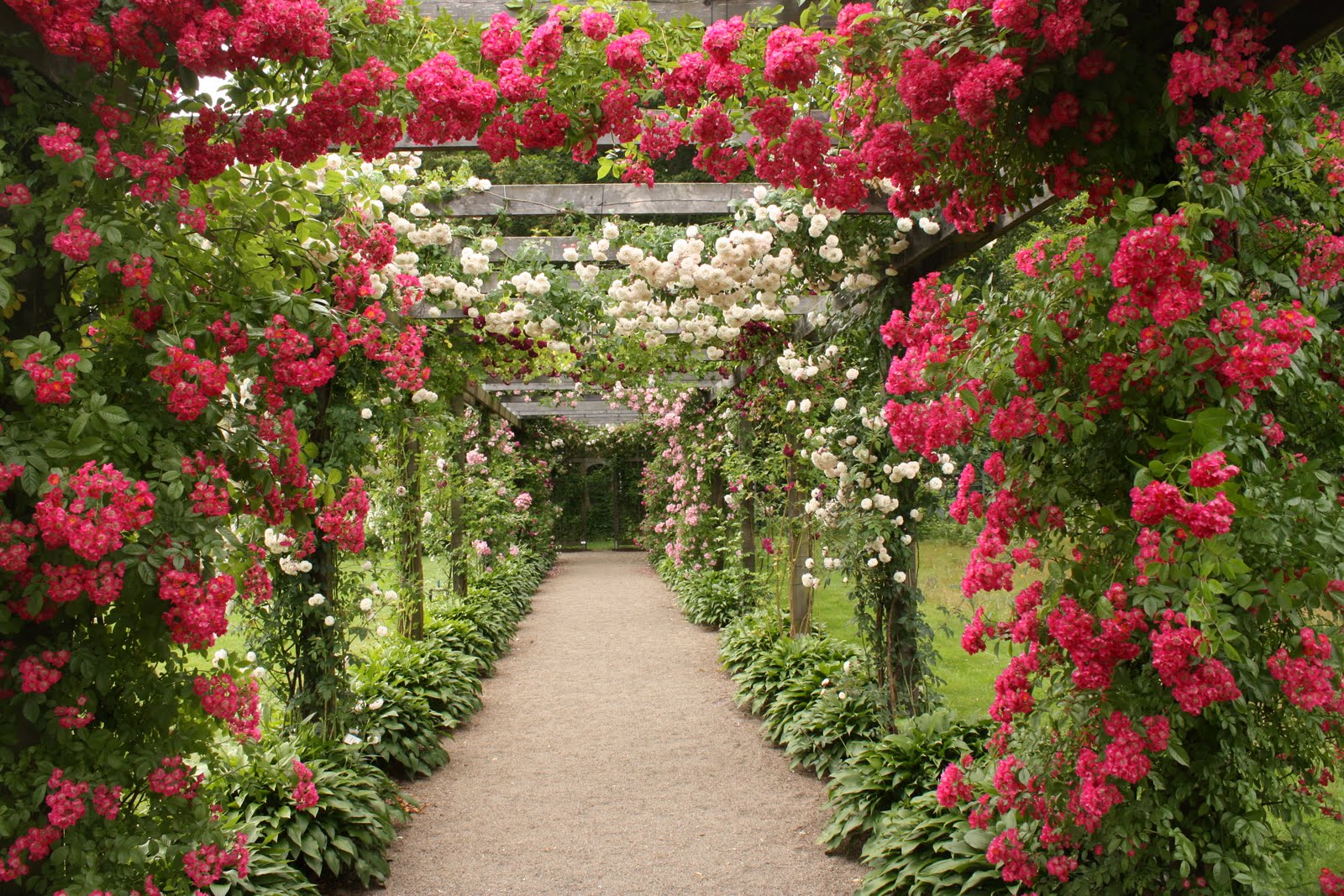 Твой сад розы. Роуз Гарден плетистая. Плетистые розы Берсо. Берсо с розами.