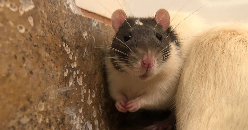 Rat Refuge How To Set Up Your First Rat Habitat