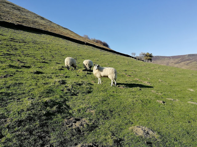Mountain sheep, Kinder scout, Peak district
