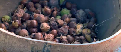 Shea nuts used to produce shea nut butter