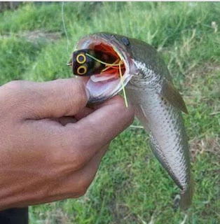 Jika anda caster ikan gabus atau ikan toman Begini Cara Membuat Jump Frog Killer dari Kayu