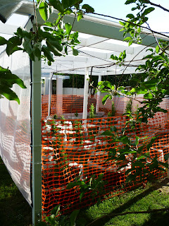 Backyard Grow: An Exploration of Outdoor Gardening