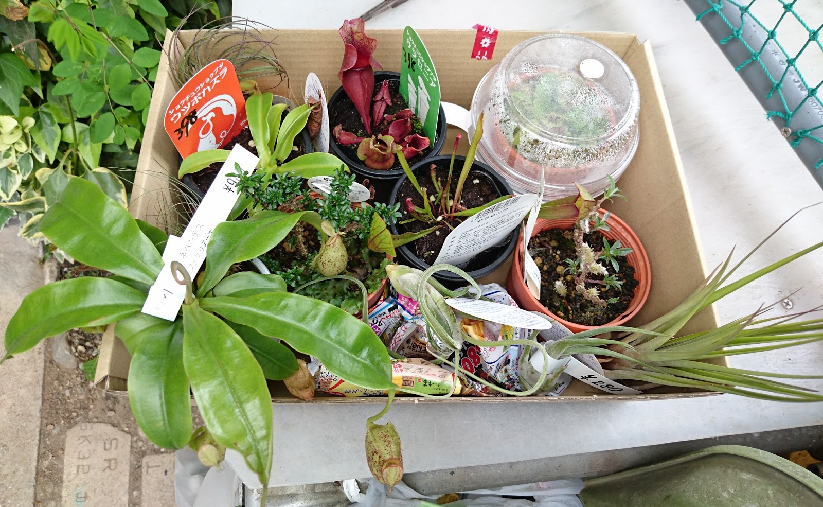 あすきん 三好の三貴フラワーセンターで買ってきた食虫植物など