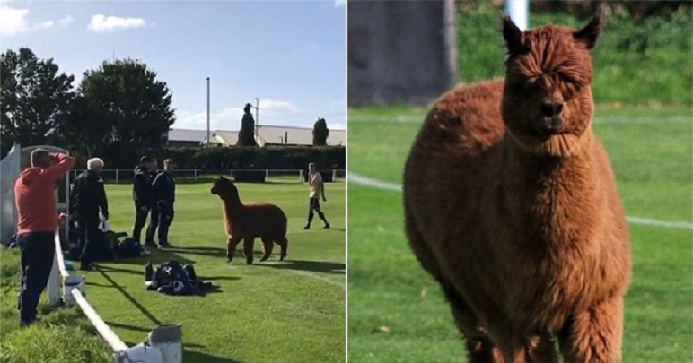 juegos de futbol de perritos