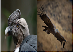 flies miles bird arms moving without its