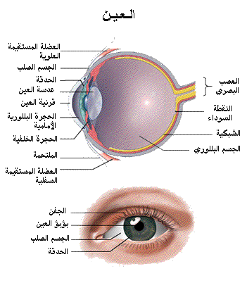 كيفية الحفاظ على صحة العينين ومم تتكون ؟