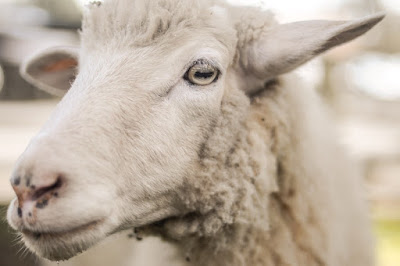 Icelandic Sheep Origin, Facts, Weight, Milk, Wool Quality
