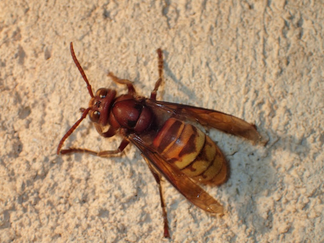 Vespa crapo Vespa crapo