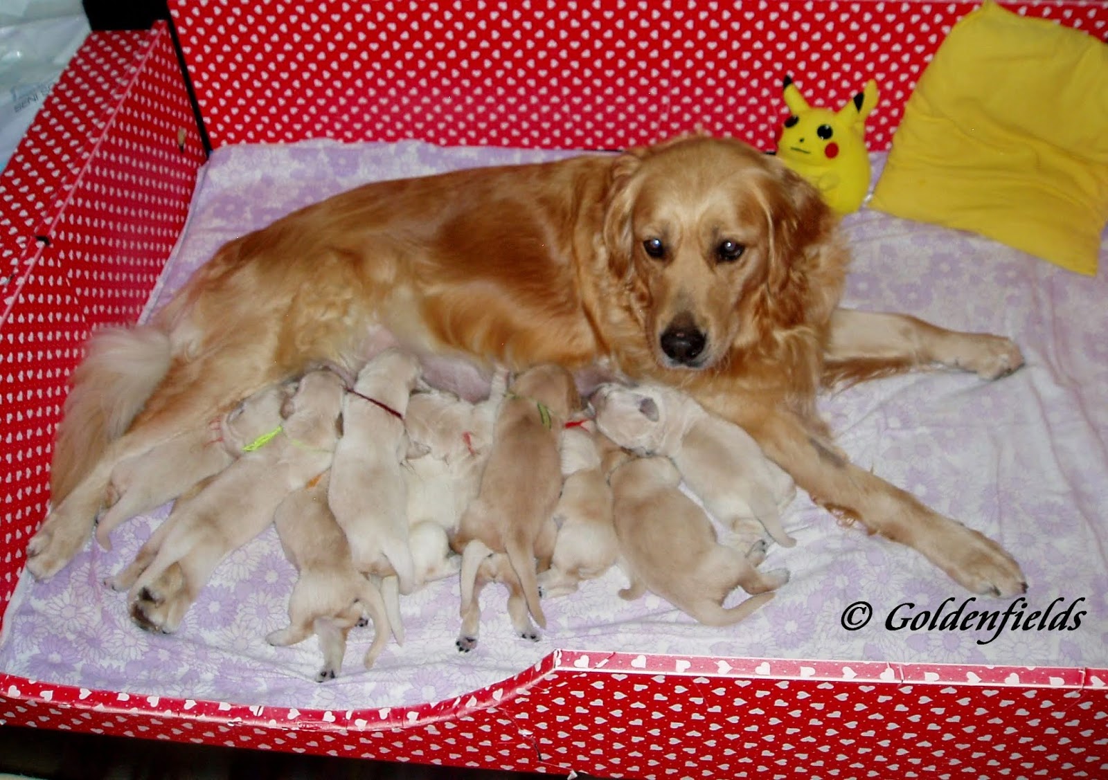 Goldwelpen Golden Retriever Welpen Familienzucht Golden Retriever Welpen Die Entzuckenden Luxy Malcolm Welpen Sind Eine Woche Juli 2020
