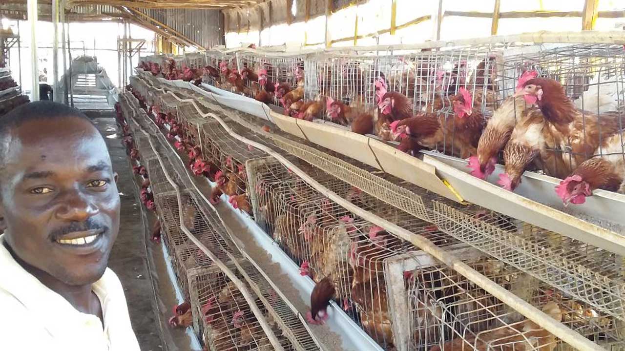 Understanding Pig and Poultry farming in Nigeria