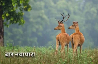 बारनयापारा जन्यजीव अभ्यारण्य