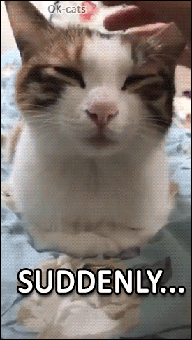 Funny cat GIF with caption • Suddenly... NAP ATTACK! One more time, the nap attacked kitty and won! Funny cat GIF with caption • Suddenly... NAP ATTACK! One more time, the nap attacked kitty and won!