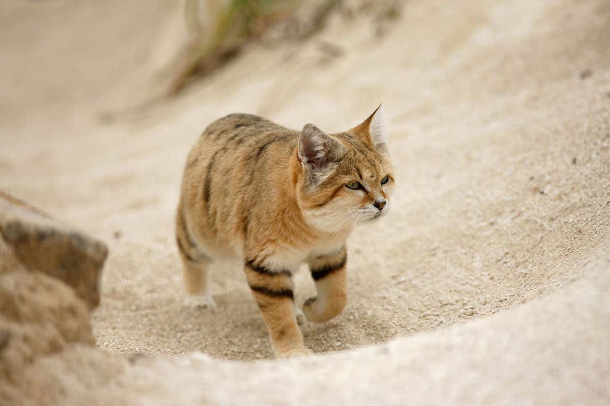 Sand cat (Felis margarita) How do sand cats adapt to the desert?
