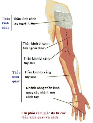 Dây quay chi phối cảm giác da ở tay