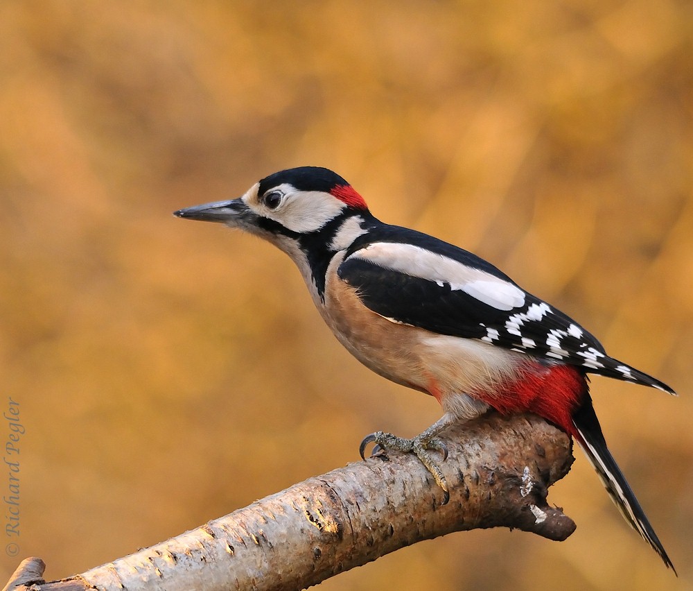 Pegler Birding: Great Spotted Woodpeckers - on 5th December, 2012