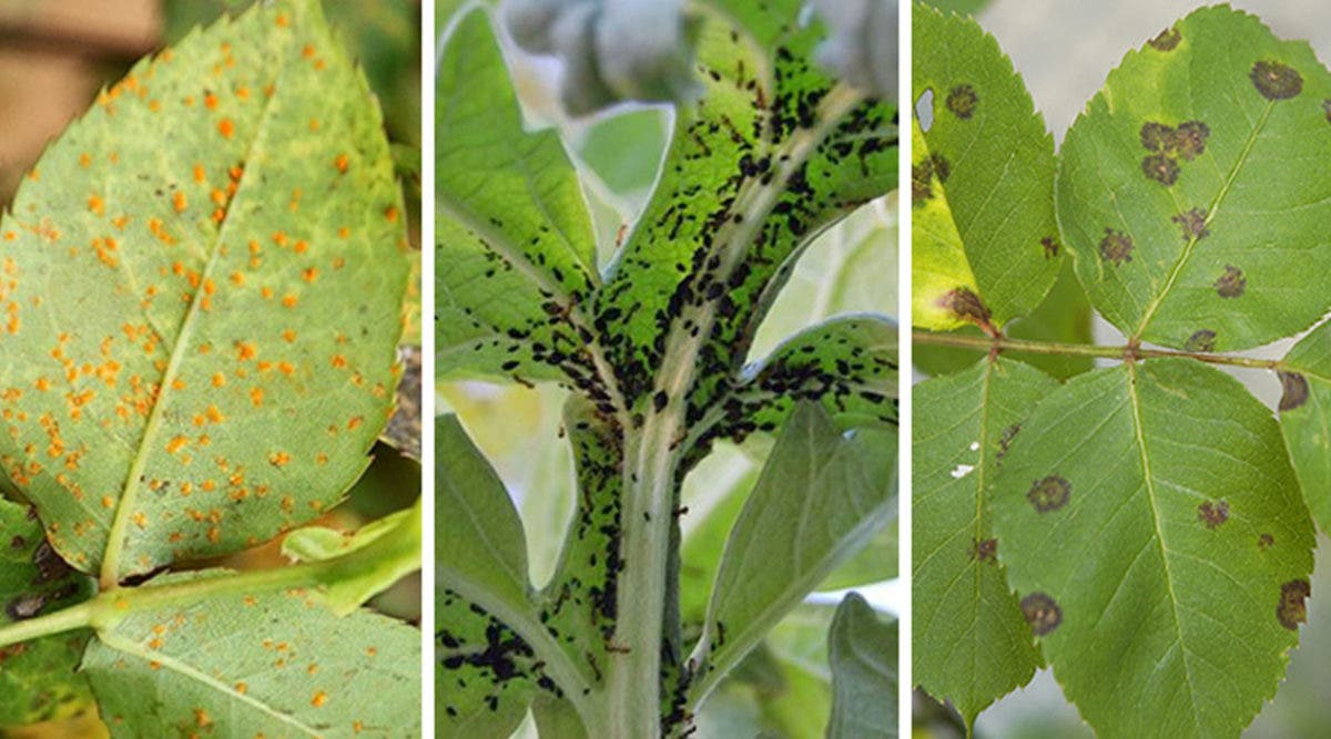10 Natural Ways to Get Rid of Pests And Aphids Quickly 