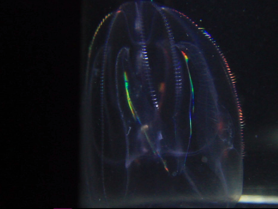 Raising Pet Jellyfish Pictures of my jellies