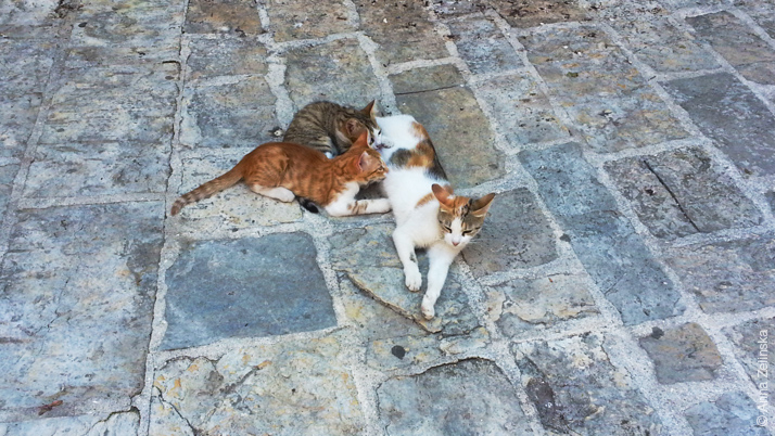 Коты в Старом городе, Будва, Черногория