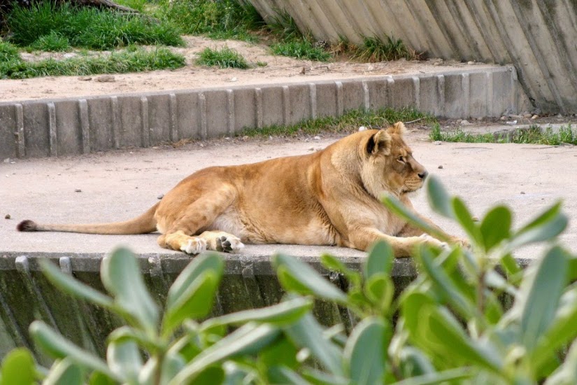 Leona del zoo de Madrid