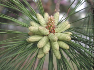 Pinales takımının üyelerinden olan Pinus taeda`nın çiçeği