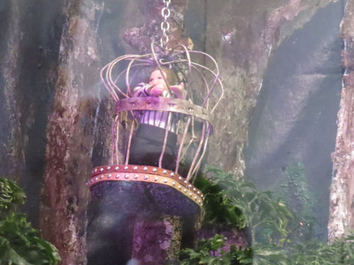 Philadelphia Flower Show 2019- Miniatures
