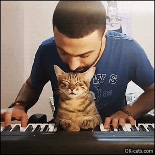 Cute Cat GIF • Cat lover playing piano with his affectionate cat who loves his music. So sweet ♥ [ok-cats.com]