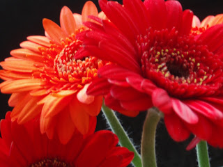blomster+002.JPG
