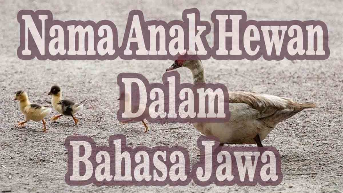 Kumpulan Nama Anak Hewan Dalam Bahasa Jawa