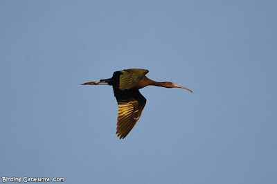 Capó reial (Plegadis falcinellus)