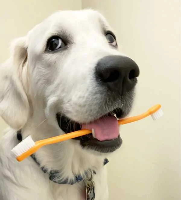 Discovering Your Dog's Teeth How Many Teeth Does a Dog Have? DOGALYO