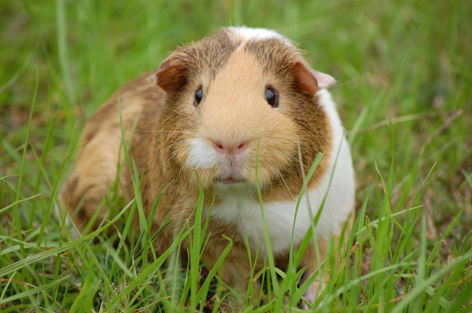 How to Give Your Guinea Pig a Balanced Diet TheRider'sPets
