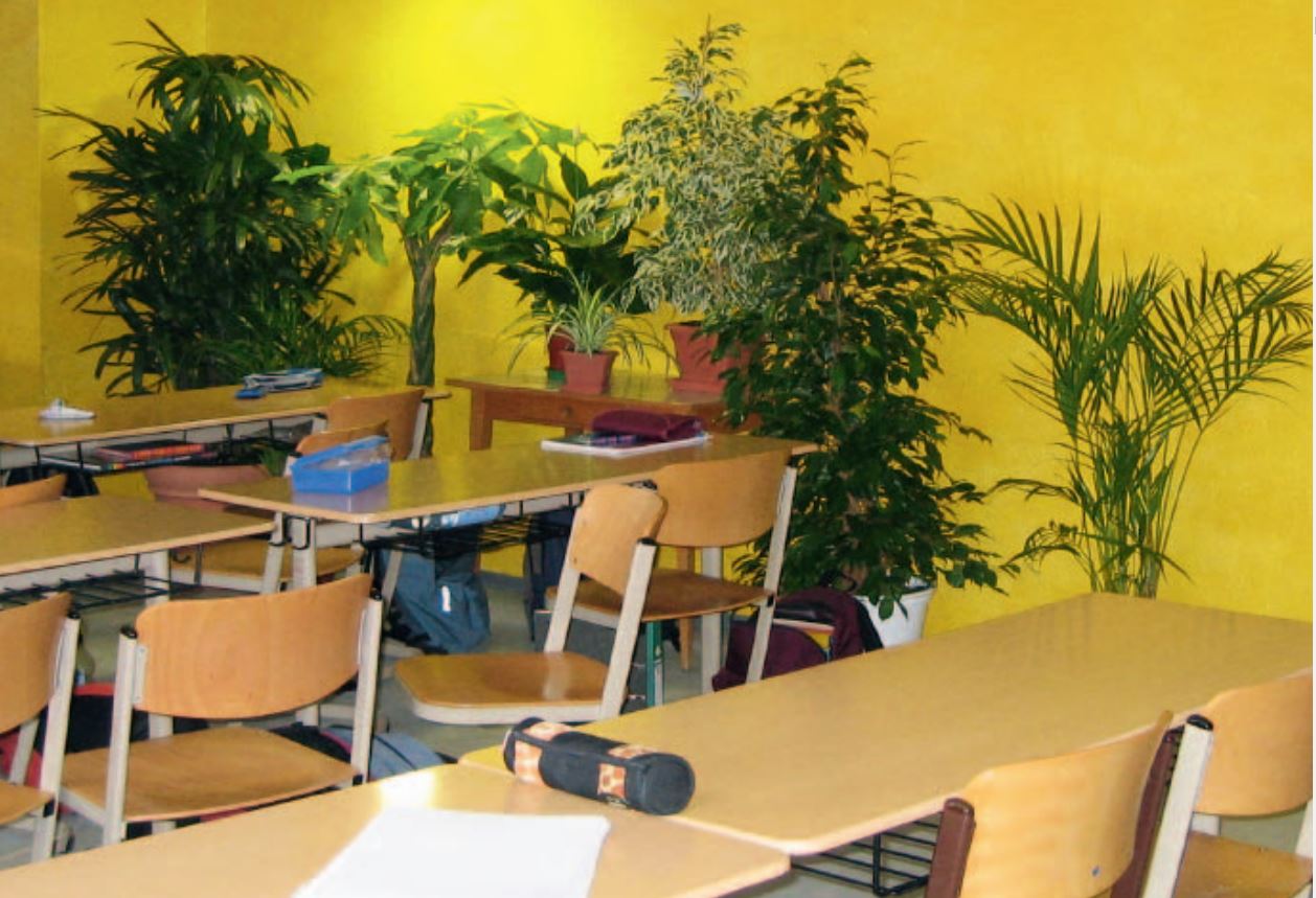 Schulerclub Dornbirn Klassenzimmer Pflanzen Im Klassenzimmer Gesund Lernen Und Sich Wohlfuhlen