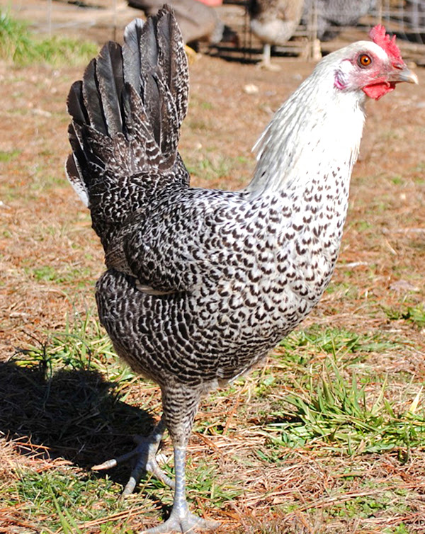 fayoumi chicken, fayoumi chickens, fayoumi chicken facts, fayoumi chicken breed, egyptian fayoumi chicken, fayoumi chicken characteristics, fayoumi chicken behavior, fayoumi chicken temperament, fayoumi chicken photo