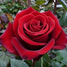 red rose images