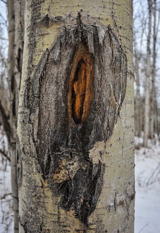 Spring Tree: Creamer's Field Alaska