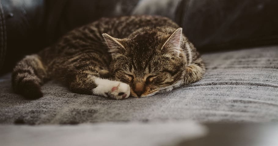 Kucing Muntah Berbusa